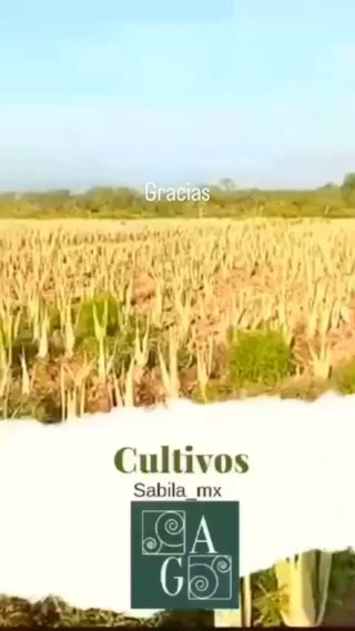 Instagram post from sabila_mx. This post is in position 5.